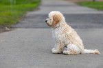 Photo Maltipoo