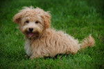 Photo Maltipoo