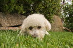 Photo Maltipoo