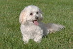Photo Maltipoo
