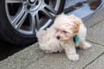 Photo Maltipoo