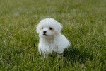 Photo Maltipoo