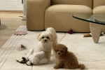 Deux Maltipoo sur un tapis 