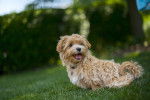 Photo Maltipoo