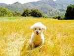 Photo Maltipoo