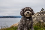 Photo Maltipoo