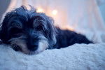 Photo Maltipoo