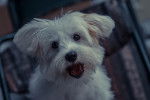 Photo Maltipoo