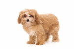 Photo Maltipoo