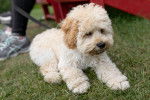 Photo Maltipoo
