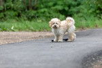 Photo Maltipoo