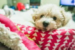 Photo Maltipoo