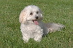 Photo Maltipoo