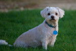 Photo Maltipoo
