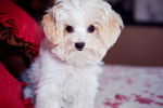 Photo Maltipoo