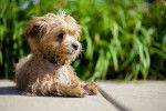 Photo Maltipoo