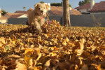Un Maltipoo marchant sur un sol jonché de feuilles mortes et portant un collier autour du cou