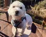 Un Maltipoo assis sur une chaise et portant un harnais