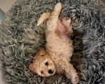 Un Maltipoo allongé sur un panier poilu