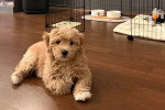 Un Maltipoo allongé sur un parquet
