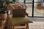 Un Maltipoo assis sur chaise devant un ordinateur