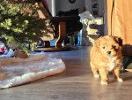 Un Maltipoo se tenant près d'un sapin de Noël