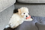  Un Maltipoo assis au pied d'un canapé