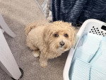 Un Maltipoo assis près d'un panier