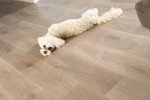 Un Maltipoo allongé sur un parquet