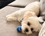 Un Maltipoo allongé sur un canapé