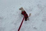 Un Maltipoo marchant sur une surface enneigée et tenu en laisse