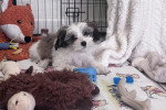 Un Maltipoo allongé sur un lit