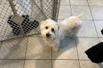 Un Maltipoo sur un sol carrelé et regardant vers la caméra