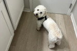 Un Maltipoo devant une porte et regardant vers la caméra