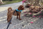 Un Maltipoo tenu en laisse sur un sentier