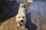 Un Maltipoo sur un parquet et tirant la langue