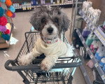 Un Maltipoo assis dans une poussette 