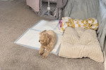 Un Maltipoo allongé sur un tapis