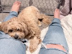 Un Maltipoo allongé entre les jambes d'une personne et regardant vers la caméra