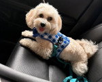 Un Maltipoo allongé sur le siège d'un véhicule et portant un harnais
