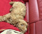 Un Maltipoo allongé sur le siège arrière d'un véhicule