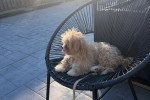 Un Maltipoo allongé sur une chaise