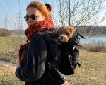 Un Maltipoo porté par une femme dans son sac
