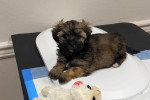 Un Maltipoo allongé sur une table