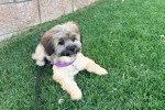 Un Maltipoo allongé sur un terrain herbeux