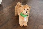 Un Maltipoo sur un parquet et portant un foulard autour du cou