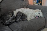 Un Maltipoo allongé sur un canapè près d'un chat