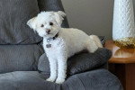 Un Maltipoo sur un canapé et portant un collier autour du cou