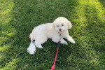 Un Maltipoo tenu en laisse sur un terrain herbeux
