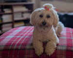 Un Maltipoo allongé sur un lit